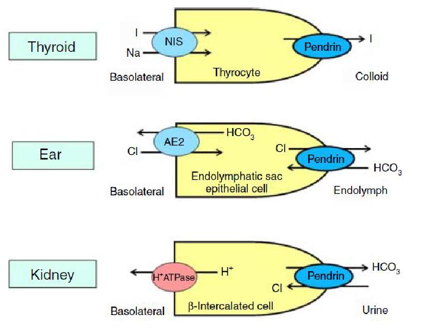 SCHEMA  FUNZIONE  PENDRINA